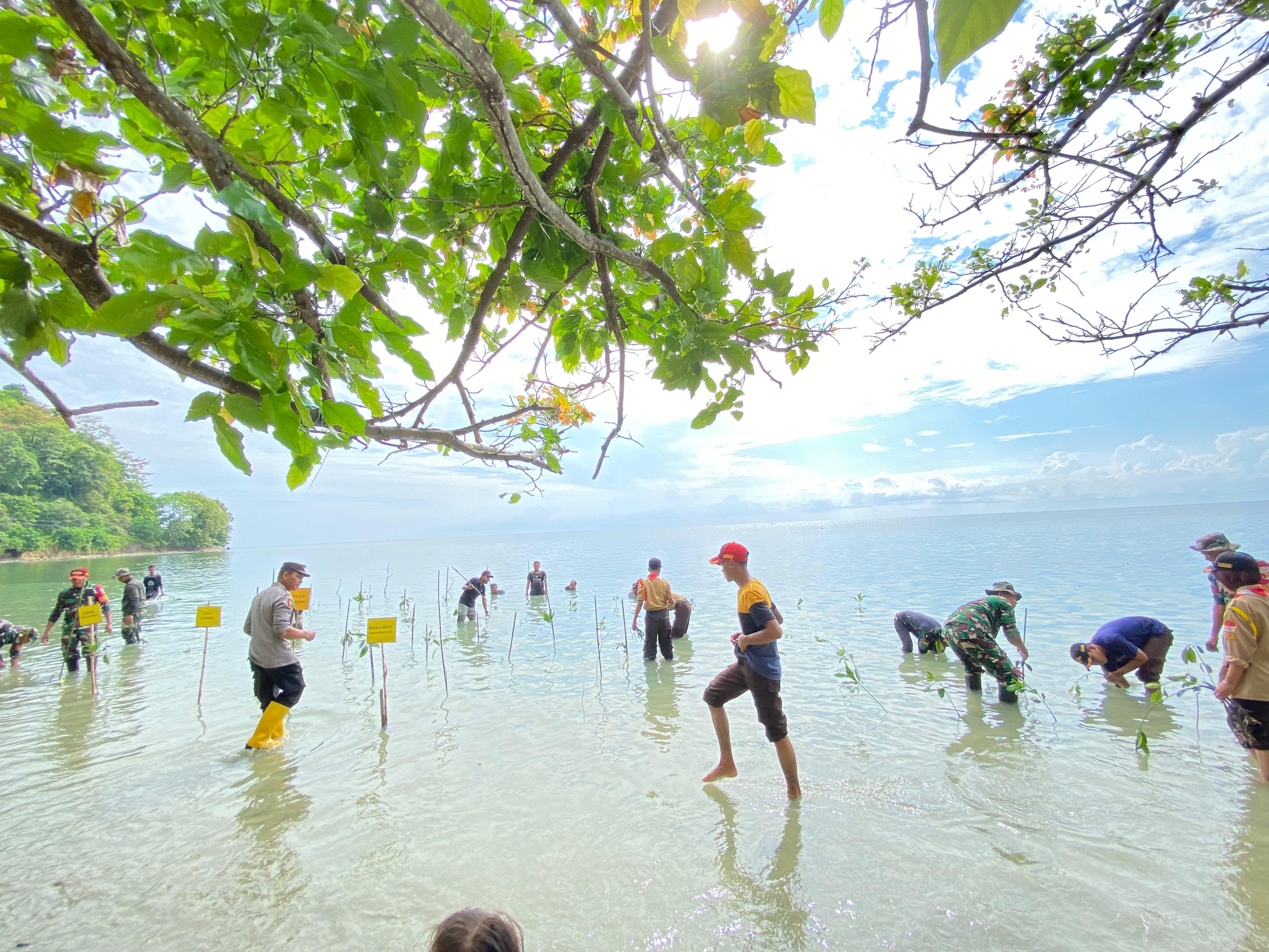 Penanaman Mangrove Desa